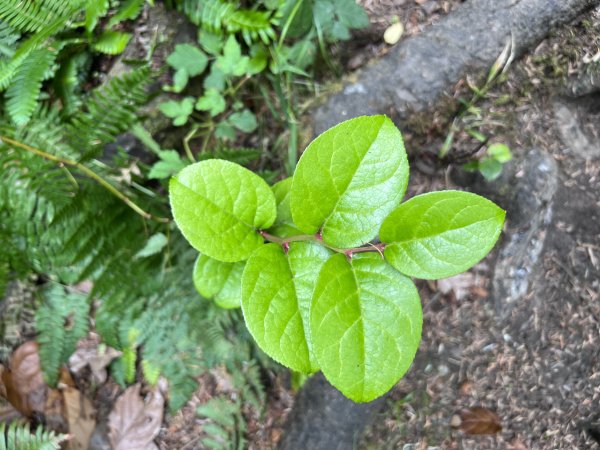 Grieving with the Seasons: A Nature Based Therapy Group